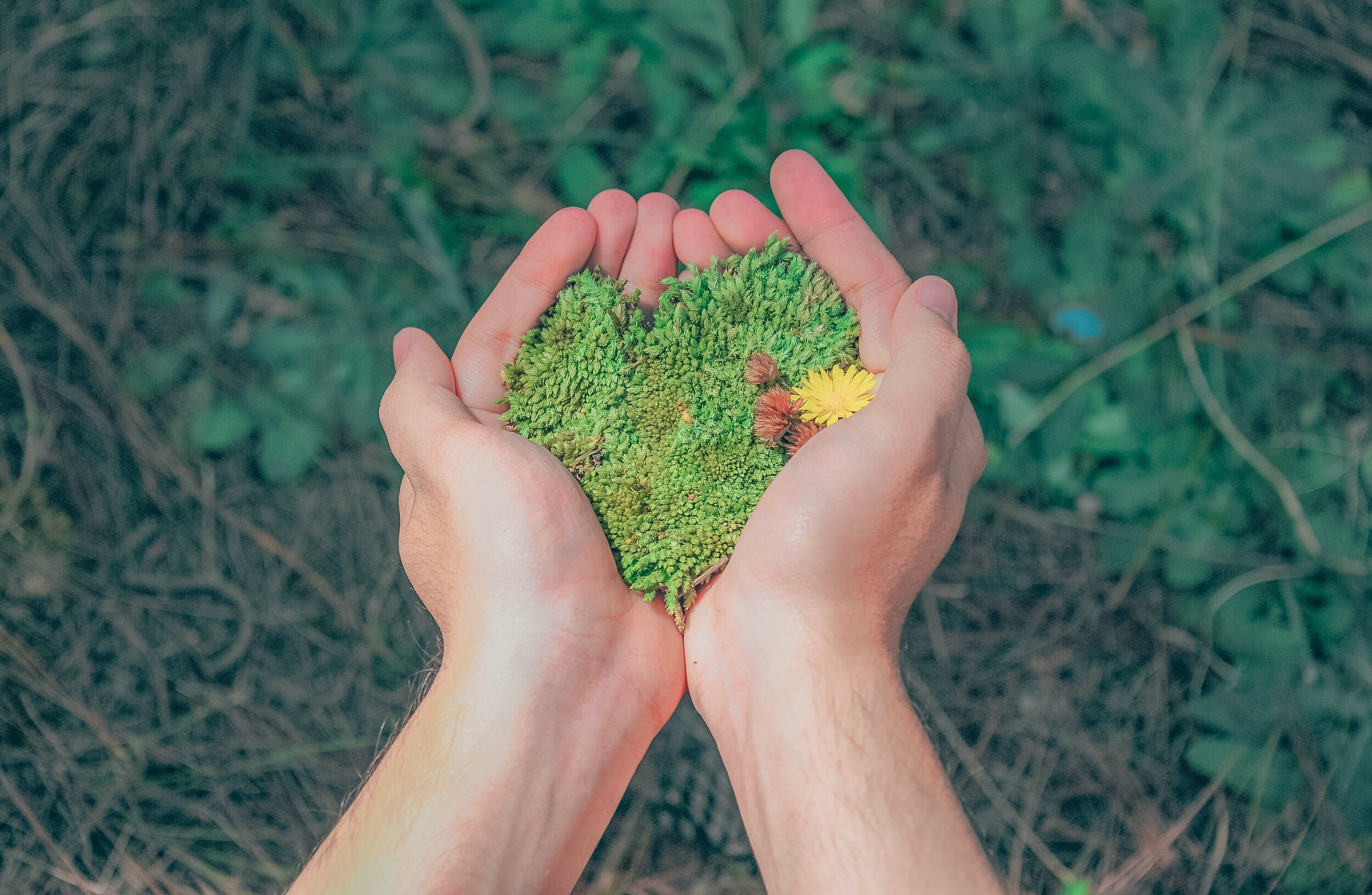 person-holding-green-grains-1230157.jpg